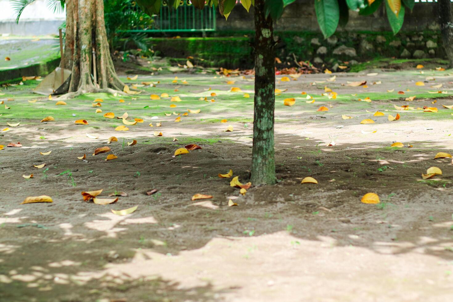 Tree fruit garden on late autumn day. Fallen leaves on the ground. Growing own fruits and vegetables in a homestead. Gardening and lifestyle of self-sufficiency. photo