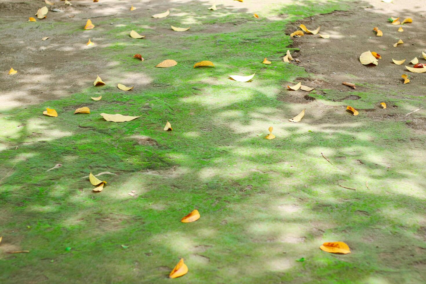 Tree fruit garden on late autumn day. Fallen leaves on the ground. Growing own fruits and vegetables in a homestead. Gardening and lifestyle of self-sufficiency. photo
