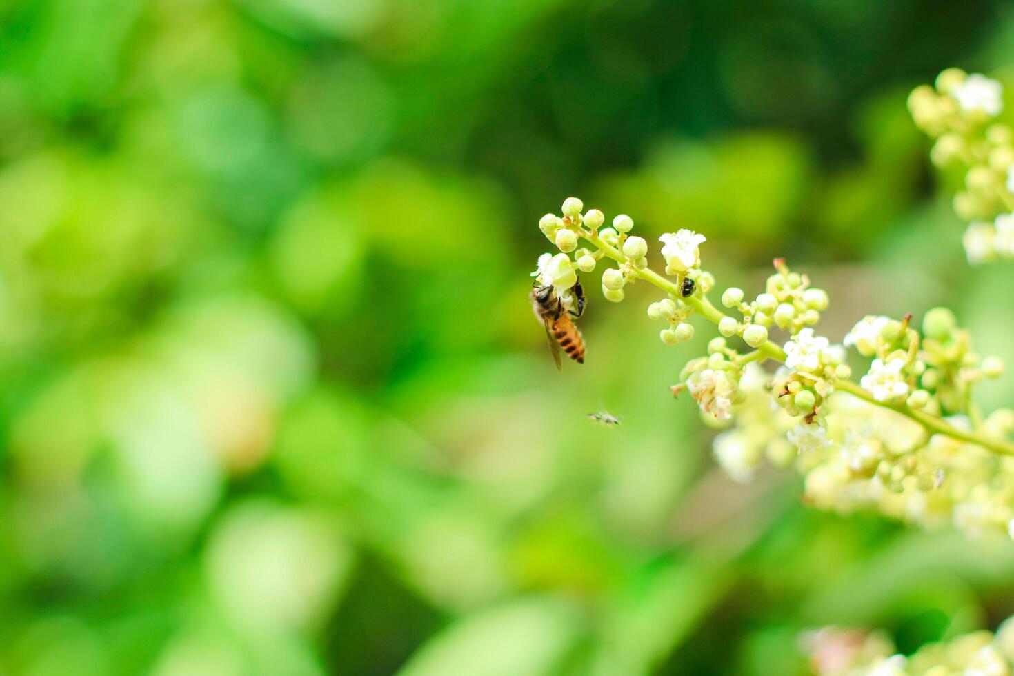 Closeup of honey bee collecting pollen and nectar on white blooming flower in nature against green dandelion background photo