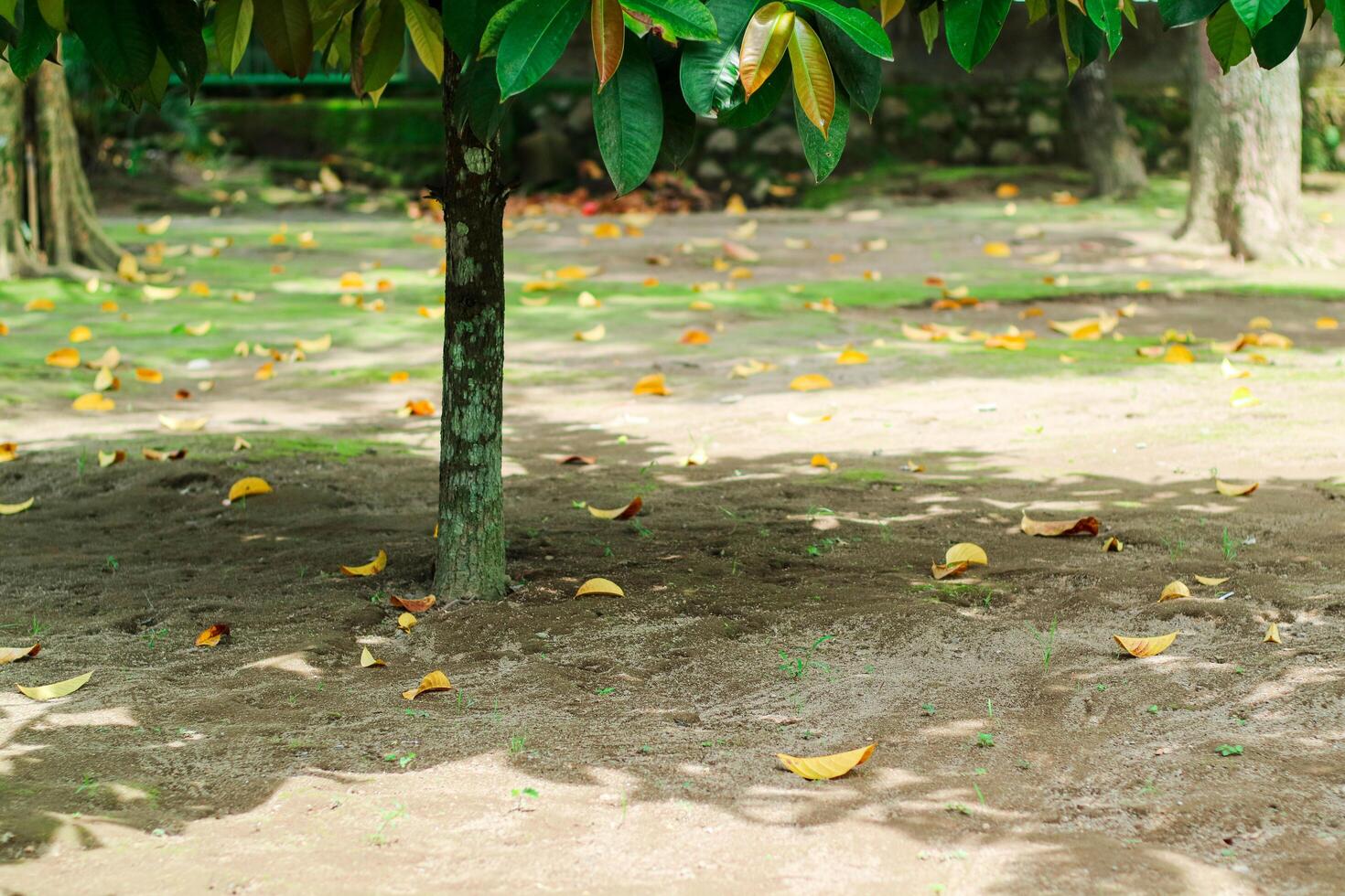 Tree fruit garden on late autumn day. Fallen leaves on the ground. Growing own fruits and vegetables in a homestead. Gardening and lifestyle of self-sufficiency. photo