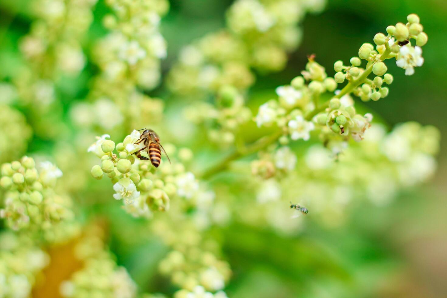 Closeup of honey bee collecting pollen and nectar on white blooming flower in nature against green dandelion background photo