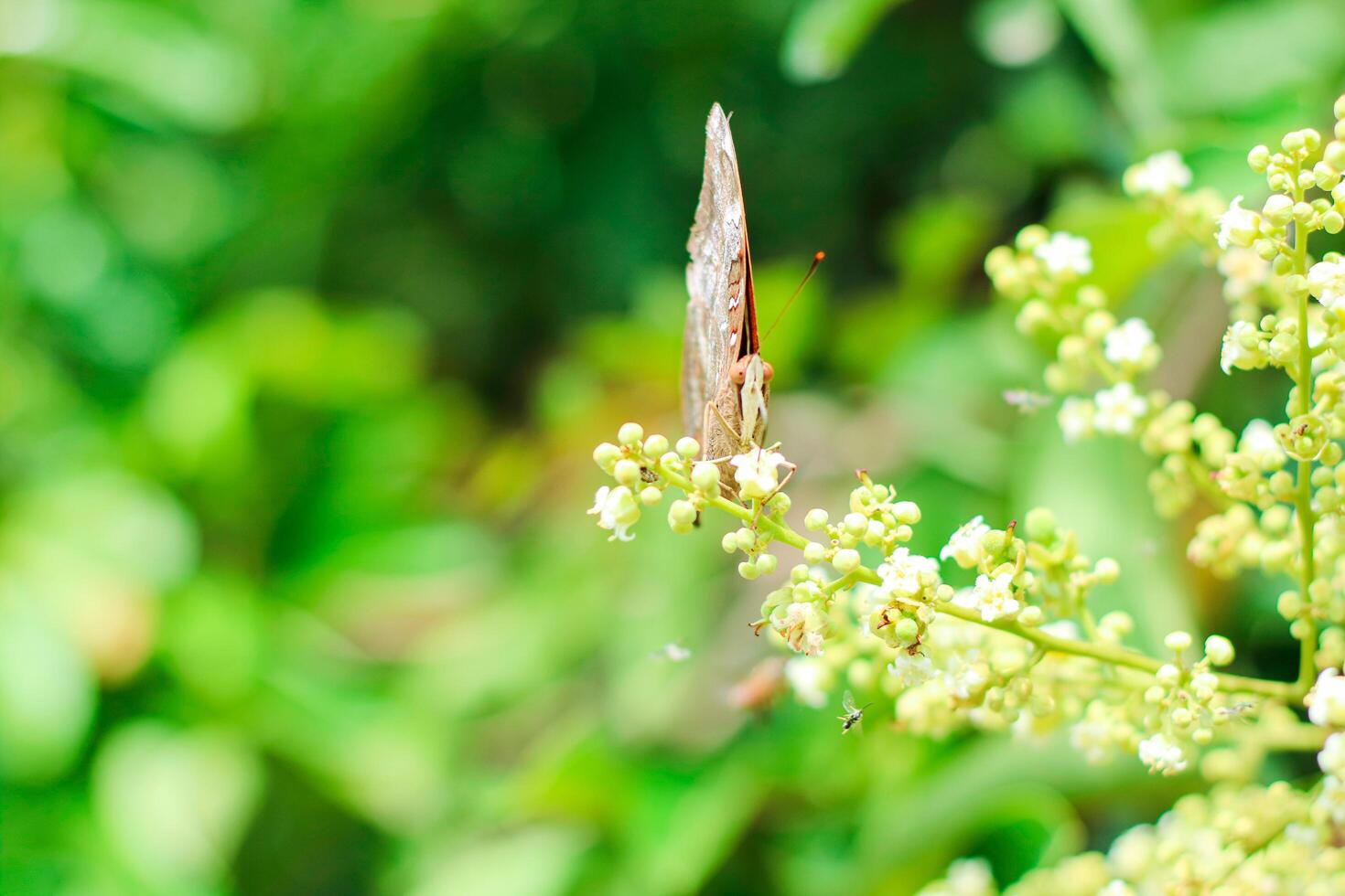 beautiful orange butterfly on green grass. A small delicate butterfly sits on top of a field grass. Sunny summer day in nature. Blurred yellow-green background, close-up, place for text photo
