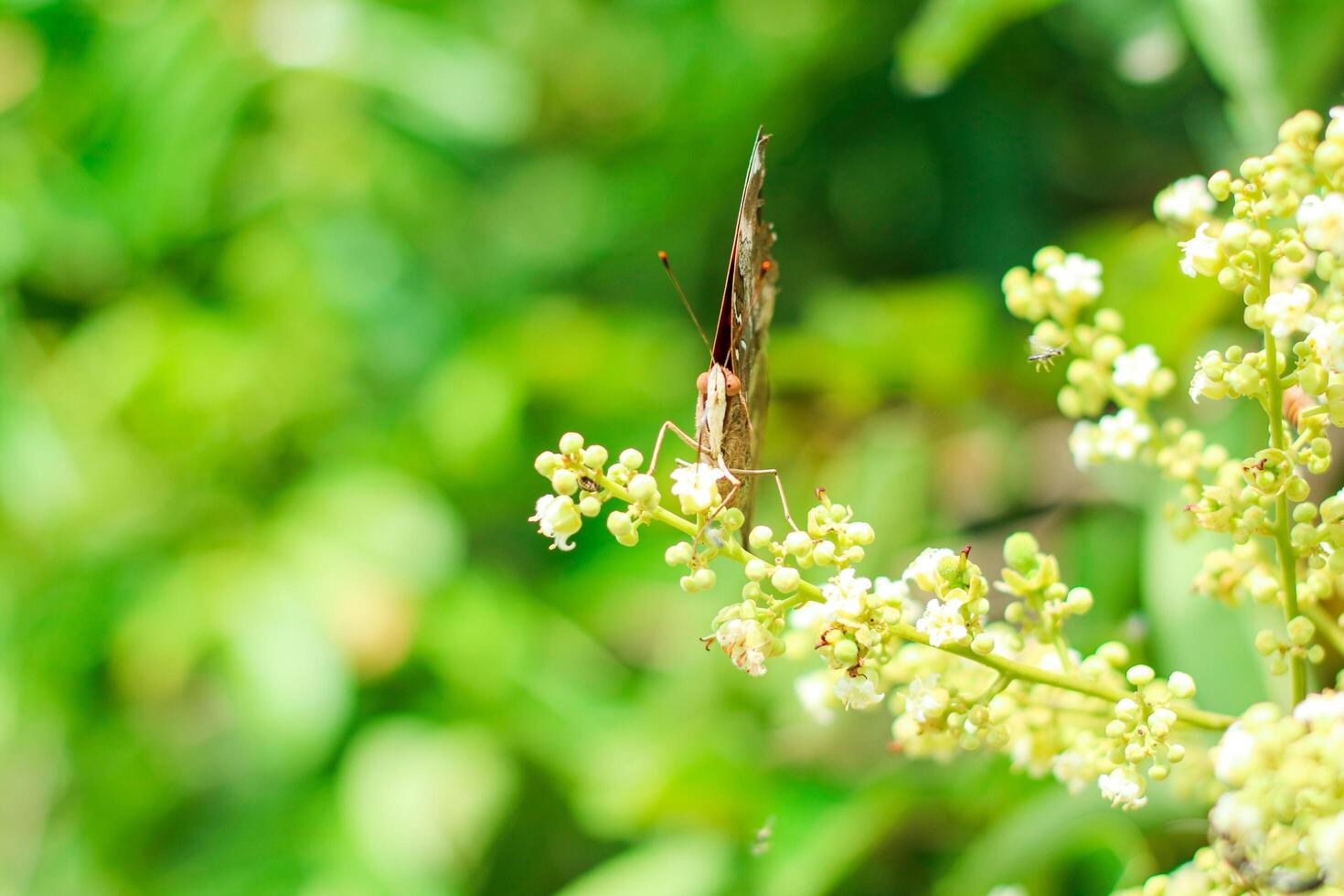 beautiful orange butterfly on green grass. A small delicate butterfly sits on top of a field grass. Sunny summer day in nature. Blurred yellow-green background, close-up, place for text photo