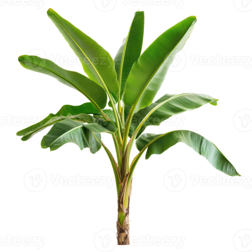 Musa plant isolate on transparency background png