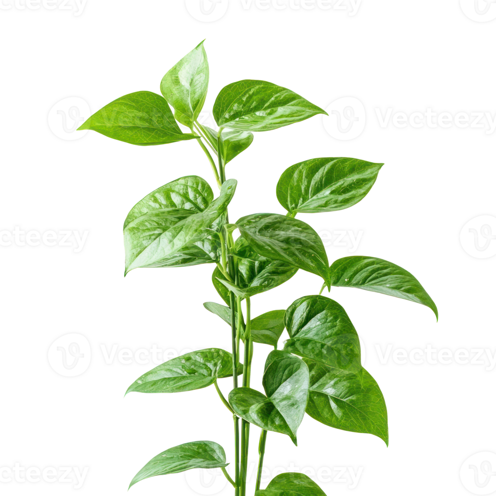 Pothos Indoor Plant isolate on transparency background png