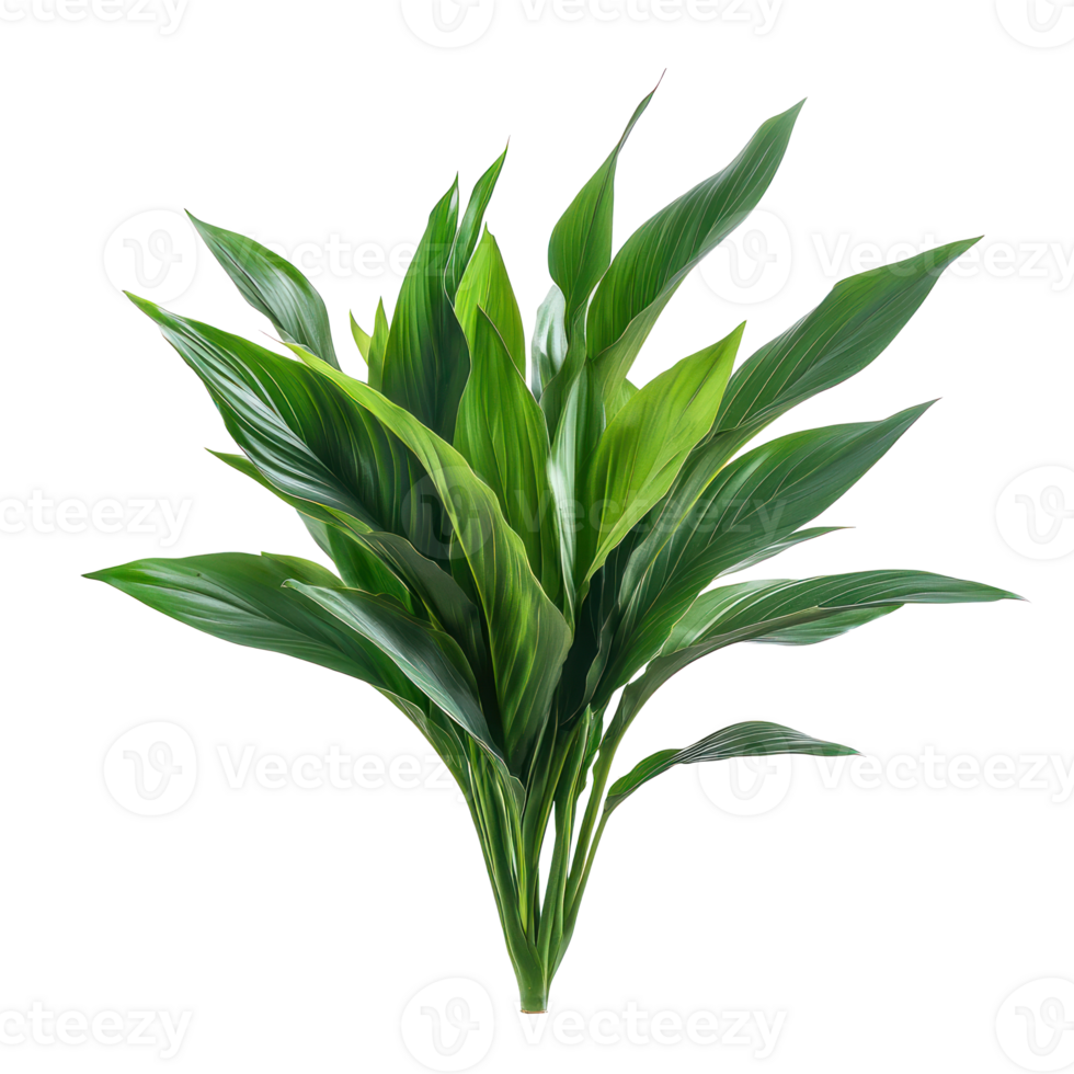 Aspidistra Elatior plant isolate on transparency background png