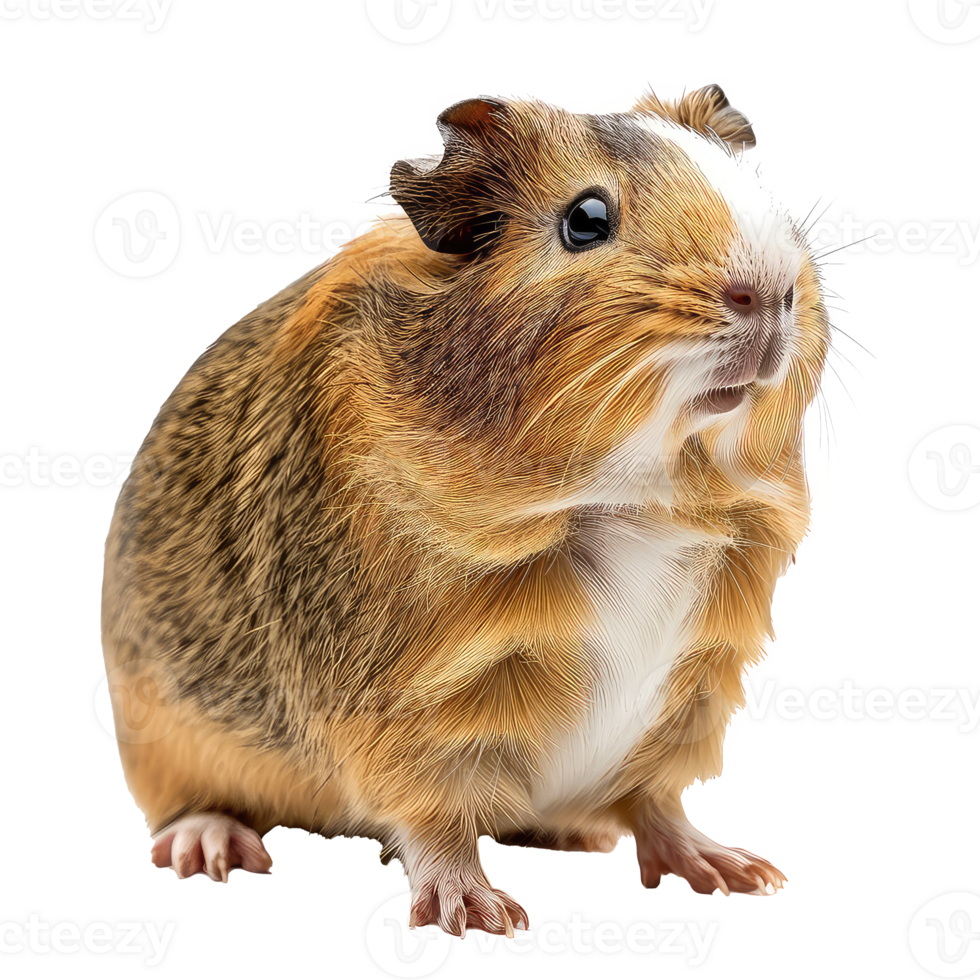 guinea pig on transparent background png