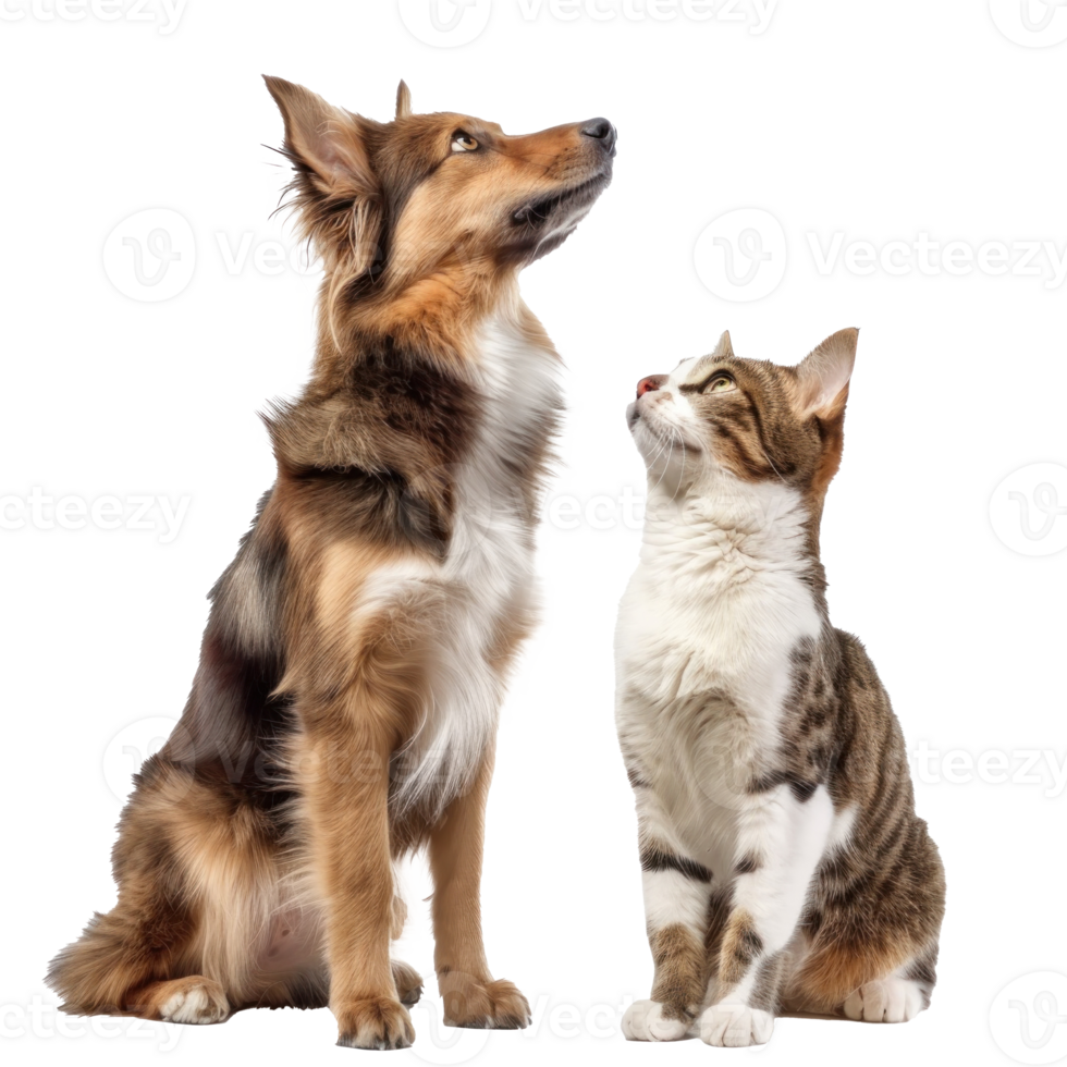 Attentive Dog and Cat Looking Up in Same Direction, standing full body isolate on white background png
