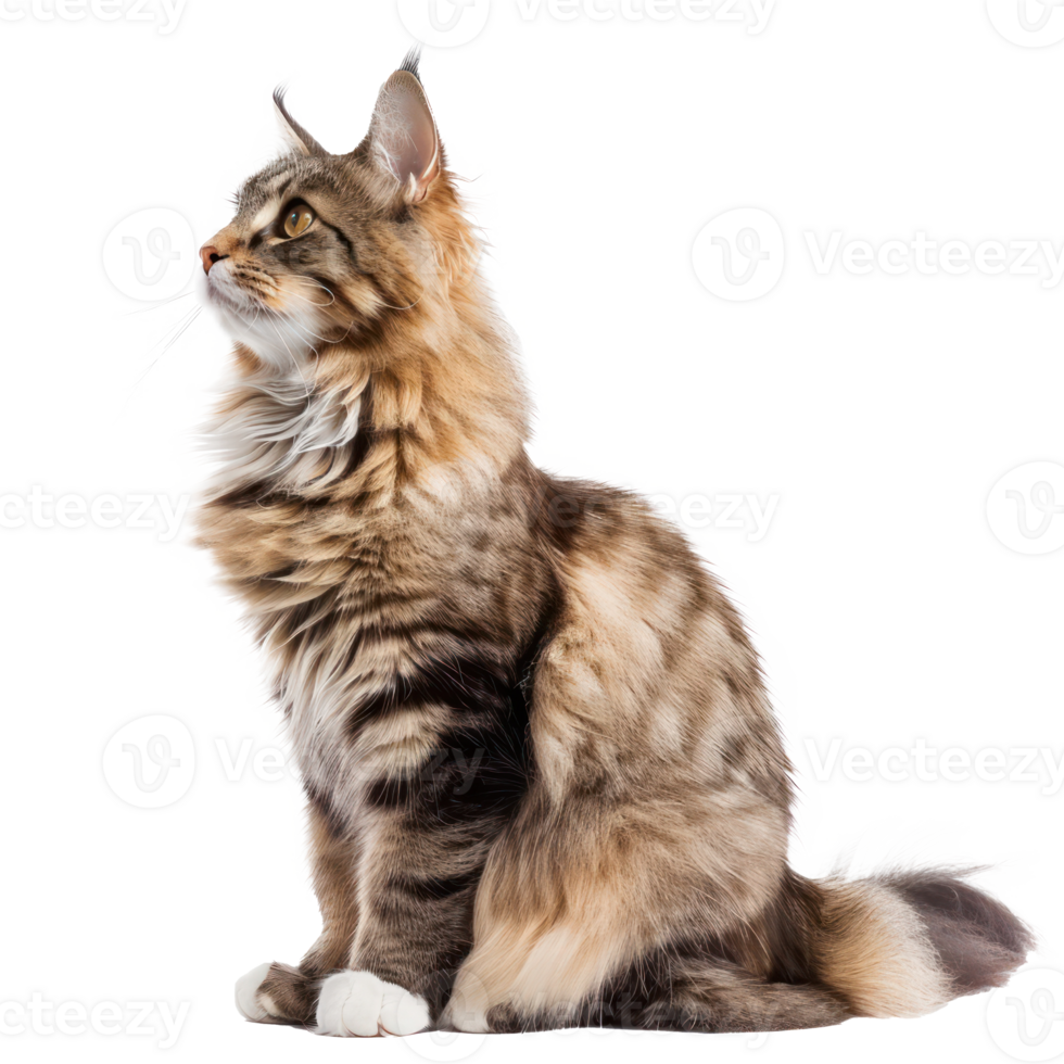 Maine Coons pet side view full body isolate on transparency background png