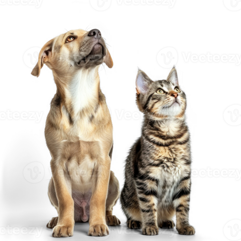 Curious dog and cat standing looking up same direction isolate on white background, png