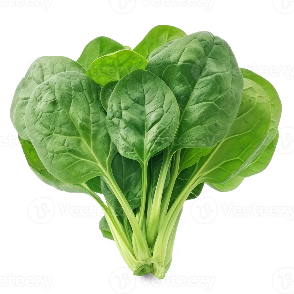 spinach on transparency background png