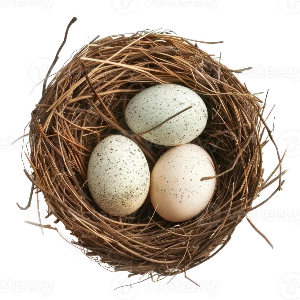 three eggs in a nest isolate on transparent background png