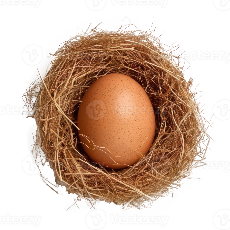egg in nest isolate on transparent background png