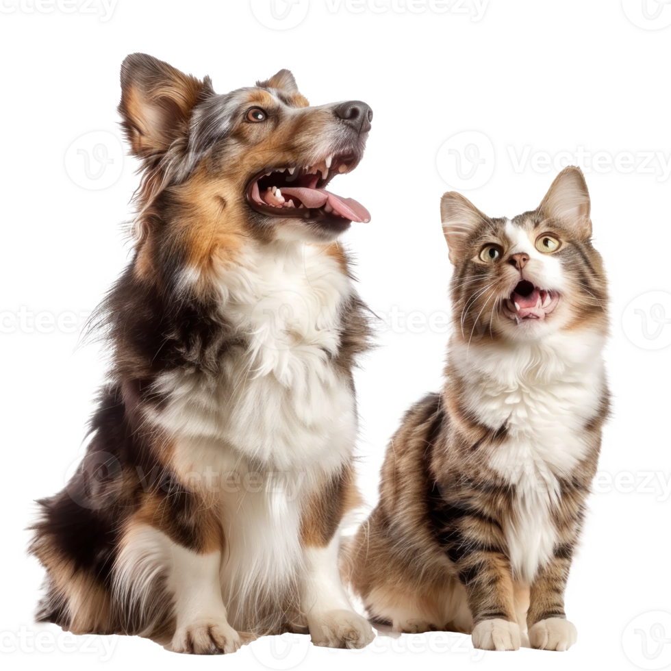 Dog and cat smiling while looking up same direction, full body isolate on transparent background png
