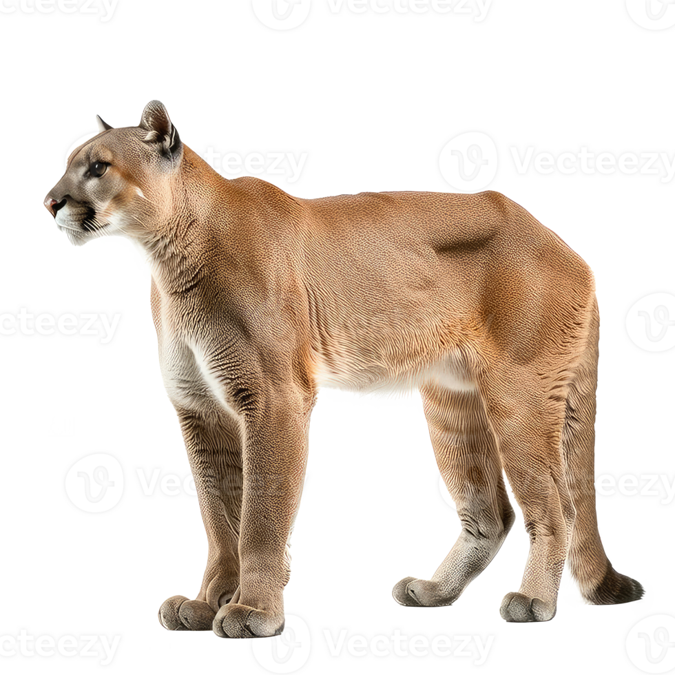 a puma is standing on a transparent background png