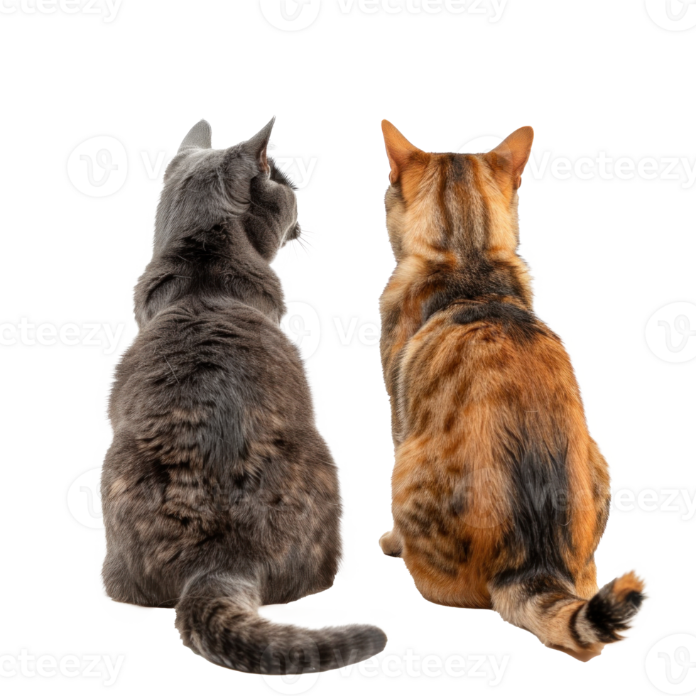 Rear view of cat and dog sitting and looking back at camera isolate on transparent background png