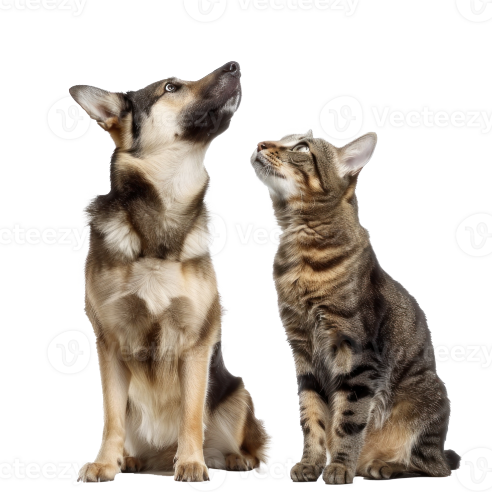 Attentive Dog and Cat Looking Up in Same Direction, standing full body isolate on transparent background png
