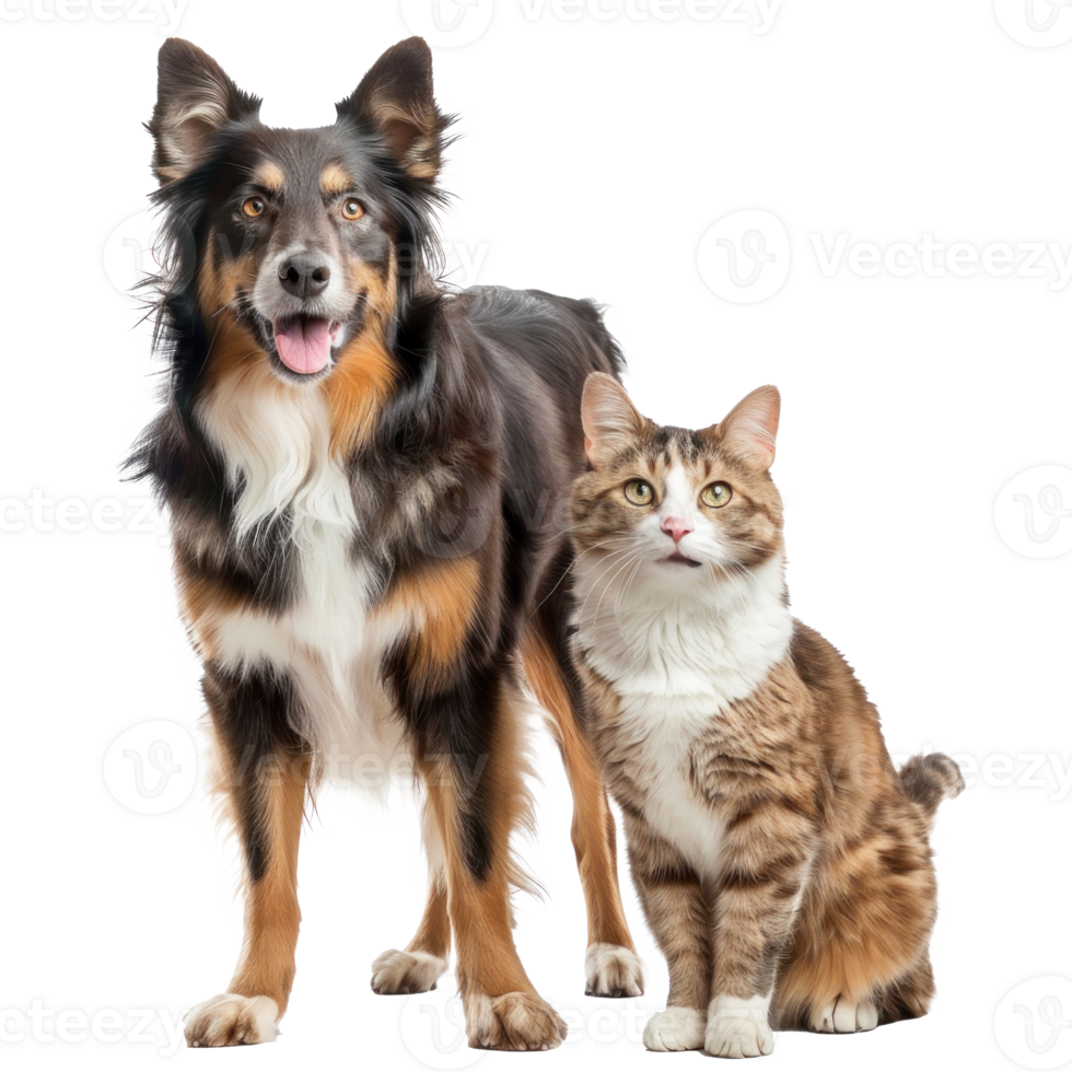 Dog and cat standing together full body isolate on transparent background png