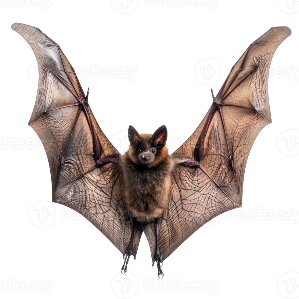 a bat with wings spread out on a transparent background png