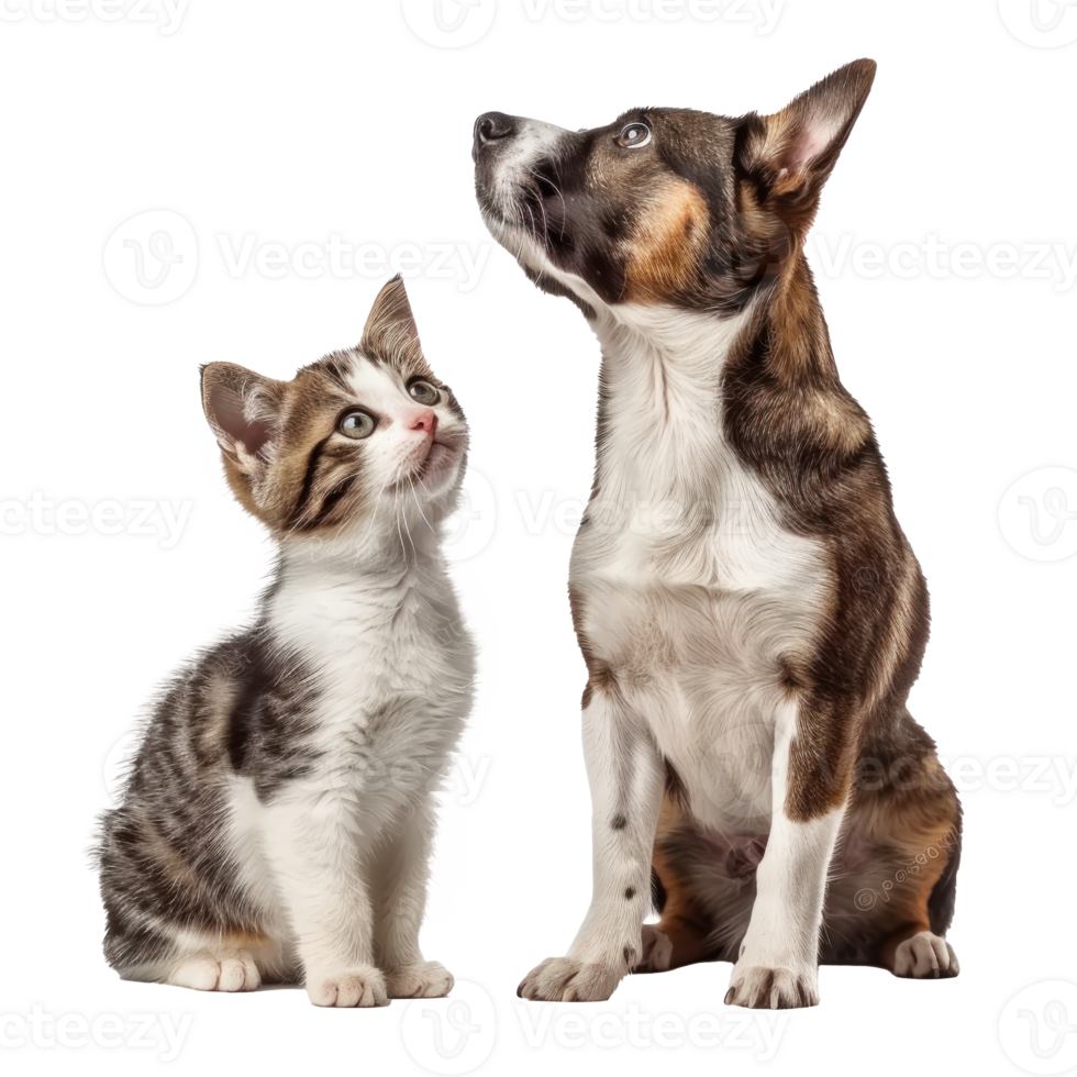 Attentive Dog and Cat Looking Up in Same Direction, standing full body isolate on transparent background png