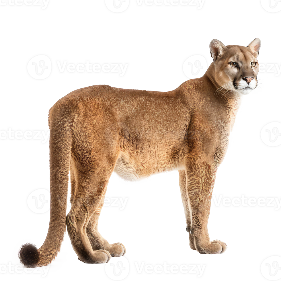 a puma standing on transparent background png