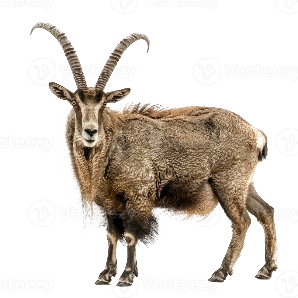a goat with long horns standing on a white background png
