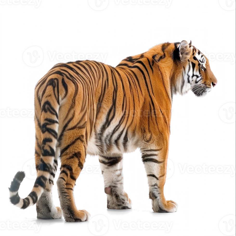 Royal tiger stand back view isolate on transparency background png