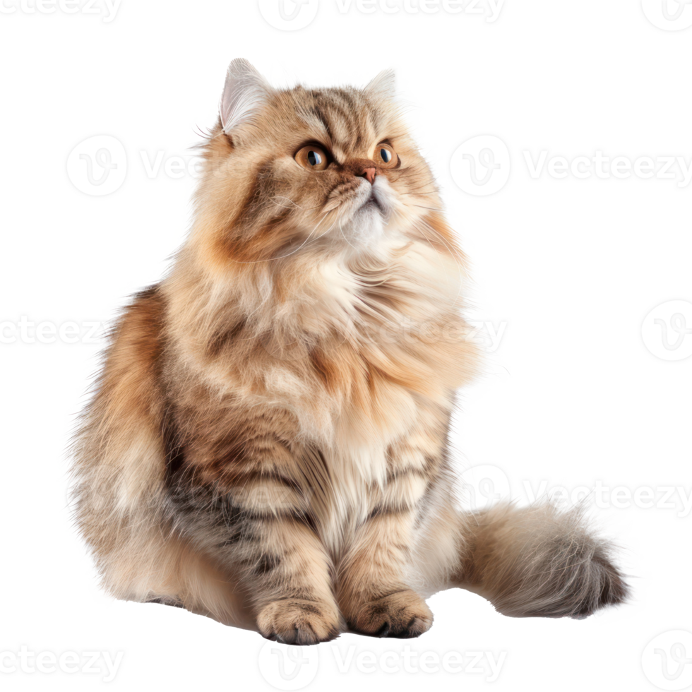 Persians pet full body isolate on white background png