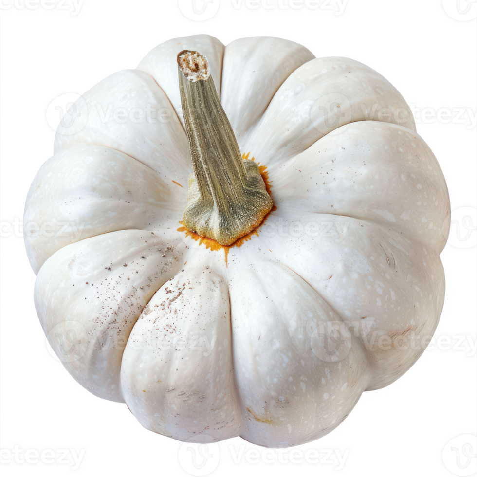a white pumpkin on a transparent background png