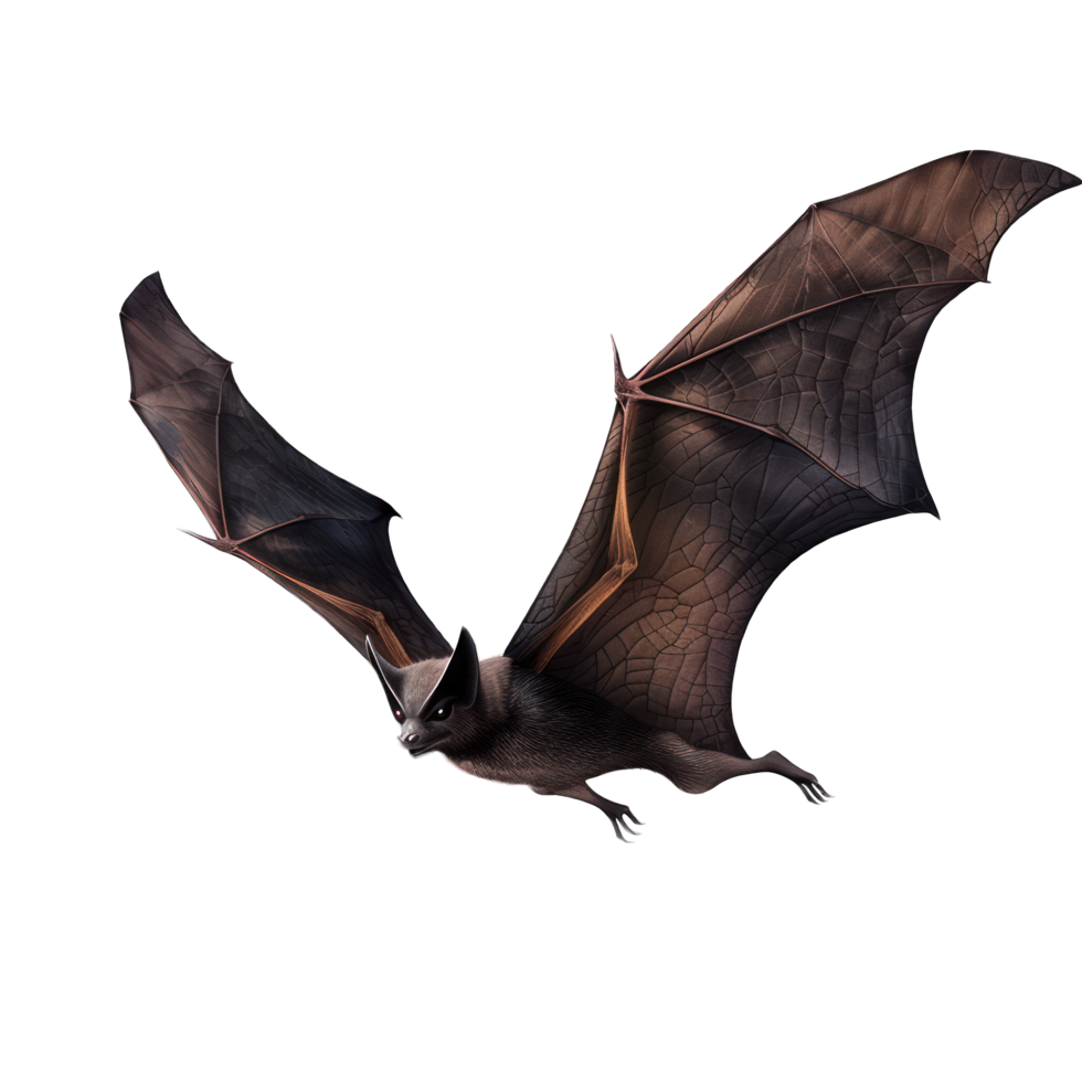 flying bat transparent background png