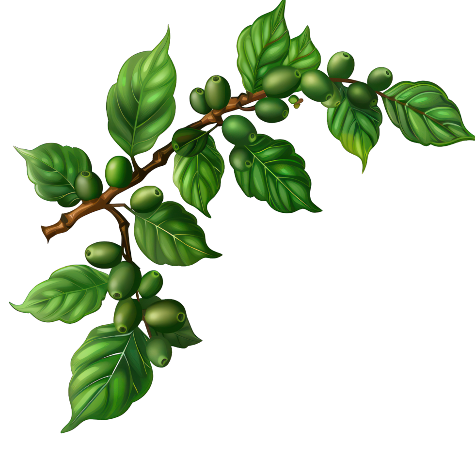twig with green leaves transparent background png