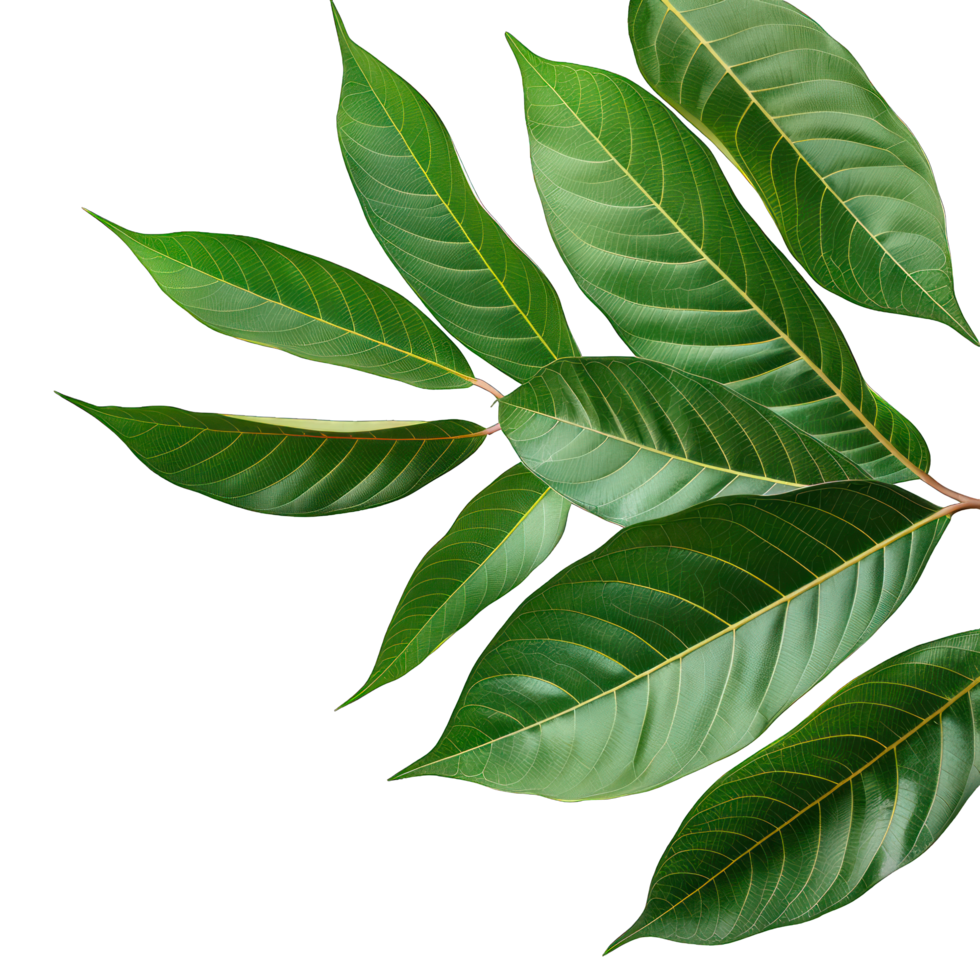 green leaves transparent background png