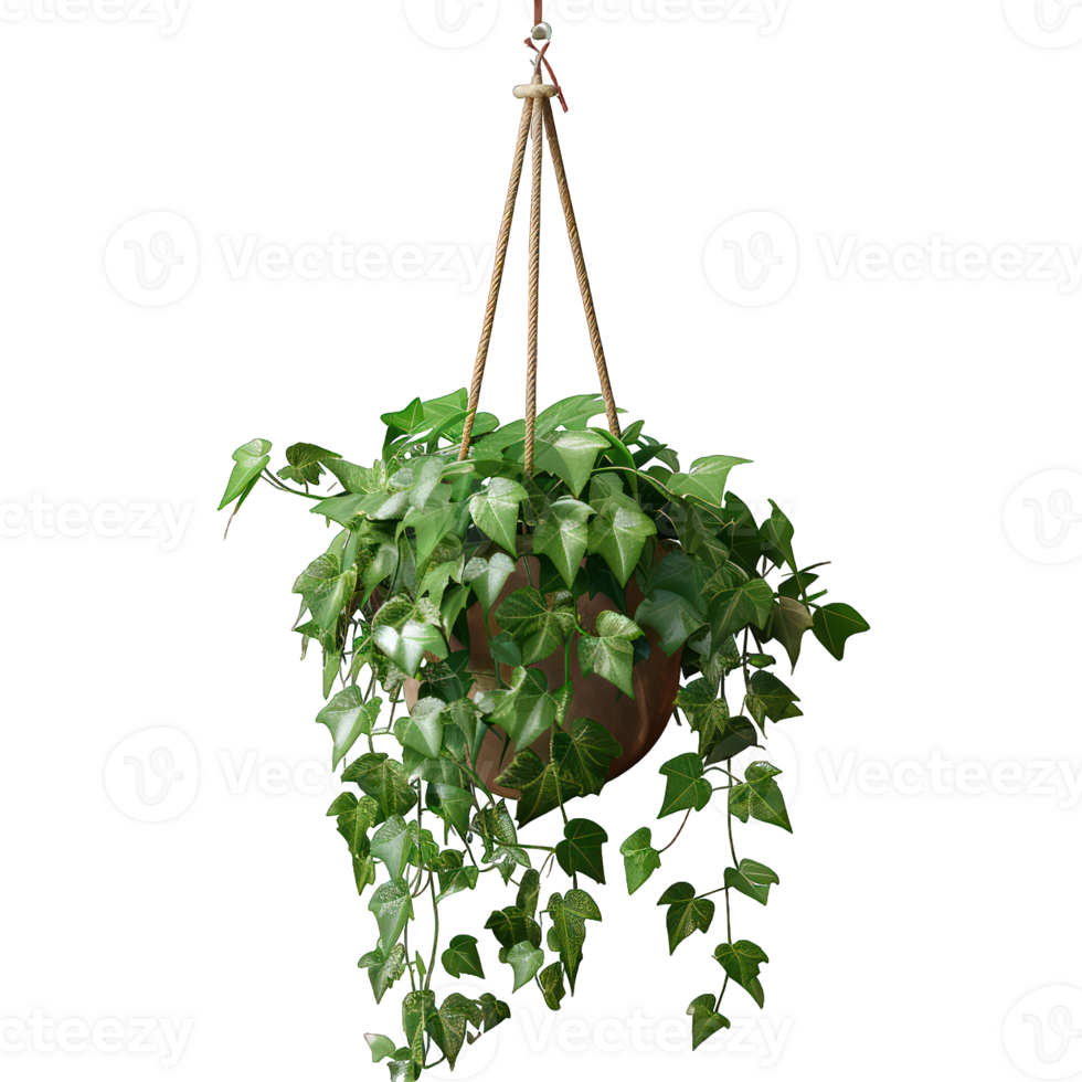 vine in hanging flower pot transparent background png