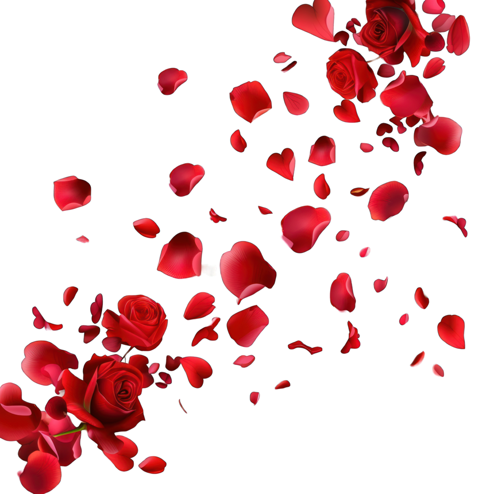 red rose petals transparent background png