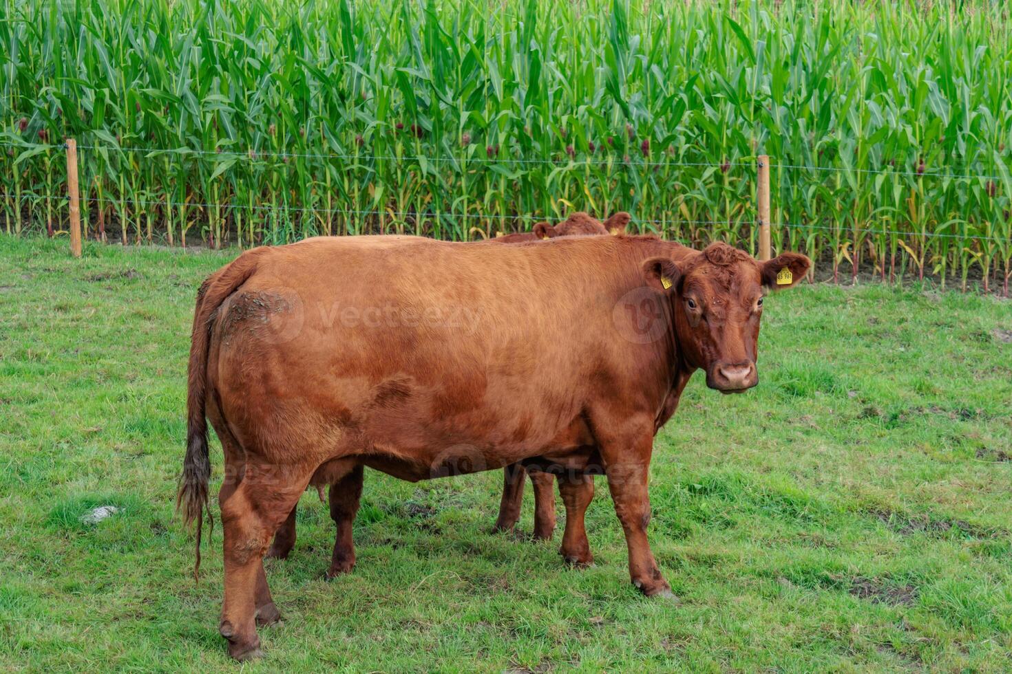 A cow standing in a field next to a corn field photo