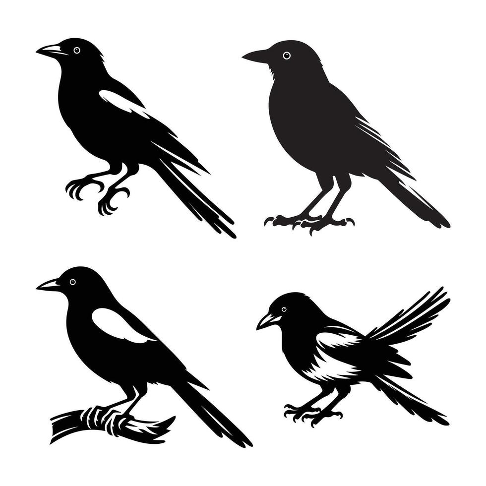 Traditional magpie. Cartoon flying bird, beautiful character of ornithology, illustration of crow with white feathers isolated on white background vector