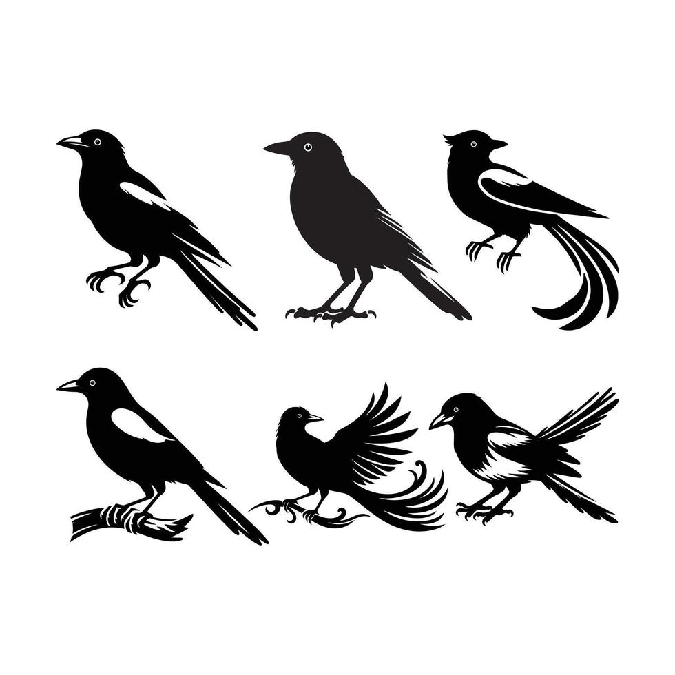 Magpie bird silhouette style with white background vector