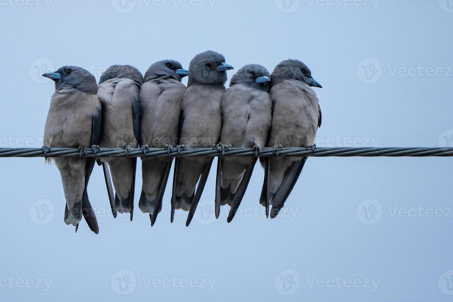 Group of birds sitting on a wire against the sky. photo