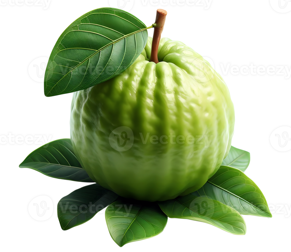 Isolated guava green guava organic guava guayaba green fruits fresh guava transparent background image png