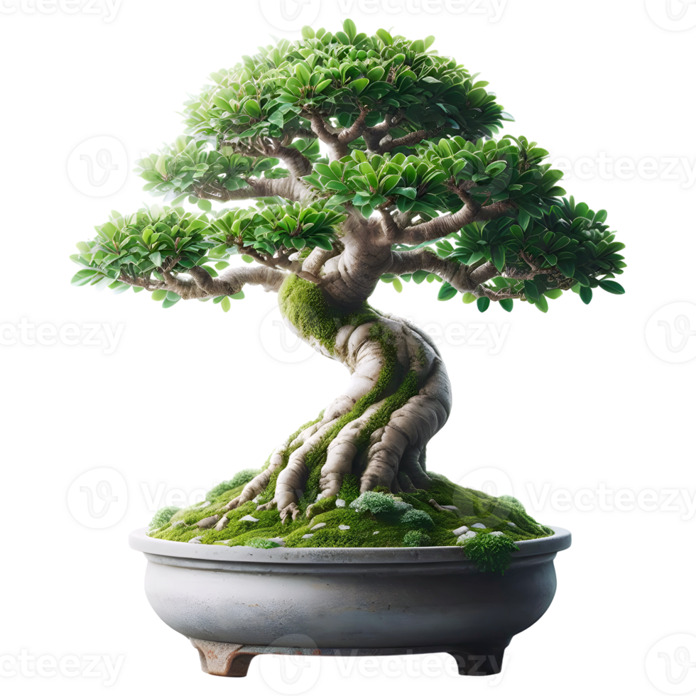 Bonsai tree miniature tree banyan bonsai banyan miniature houseplant japanese bonsai japanese miniature transparent background image png