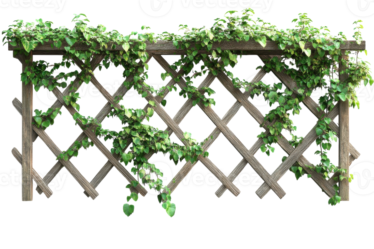 Lattice trellis adorned with lush green vines against a white wall creates a serene garden atmosphere in a sunny location png