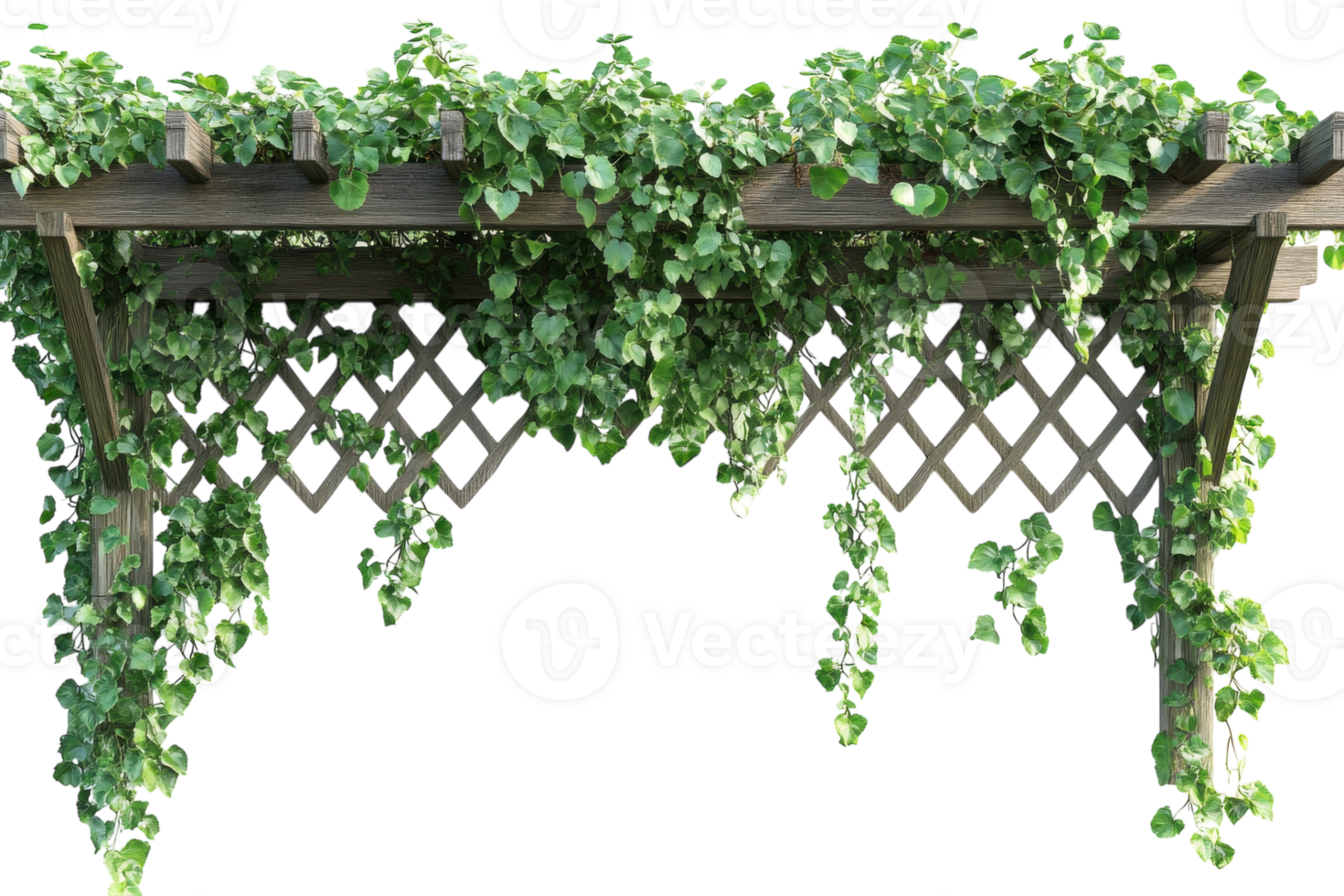 Lush green vines cascading from a wooden trellis against a white wall in a bright and serene environment png
