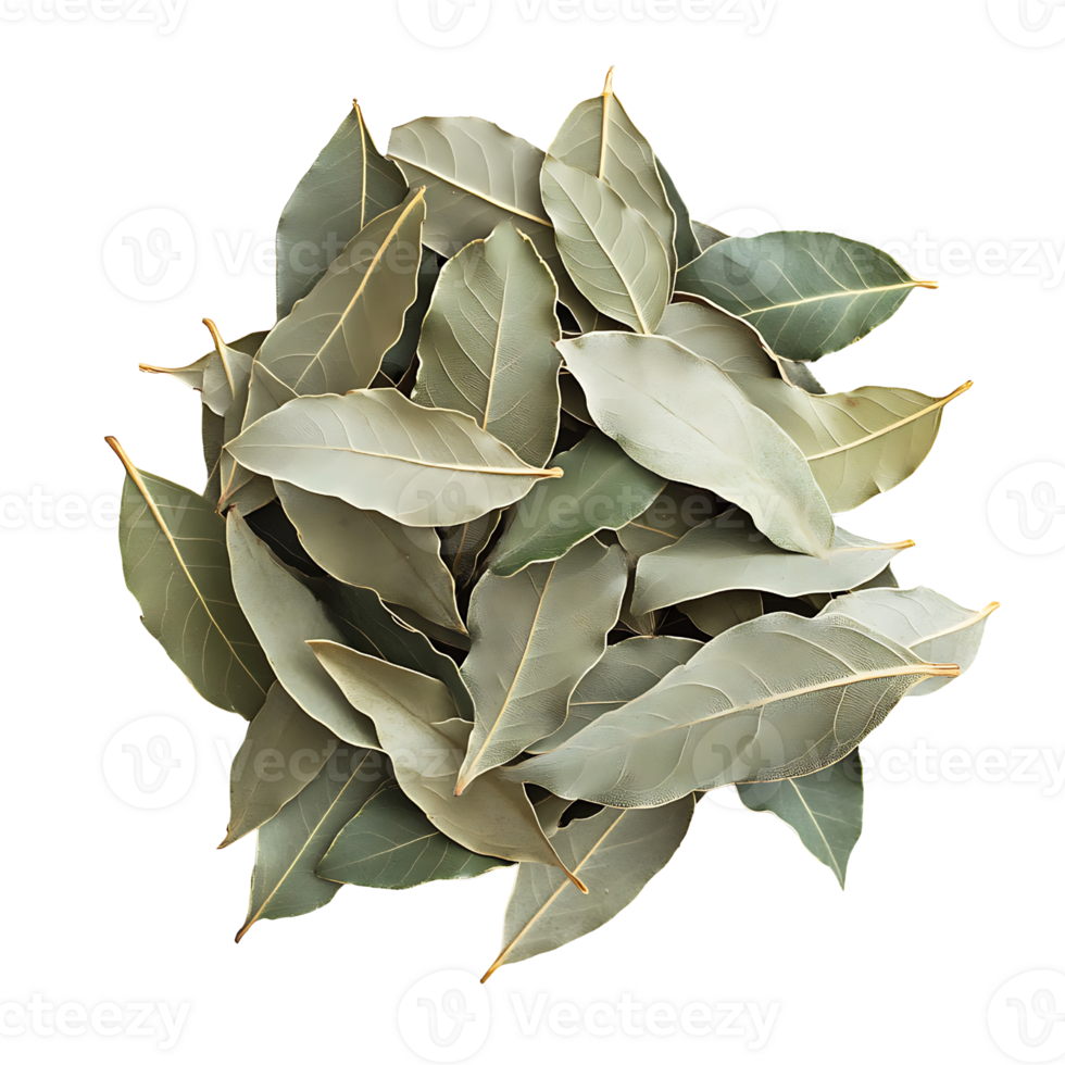 A pile of bay leaves isolated on transparent background png