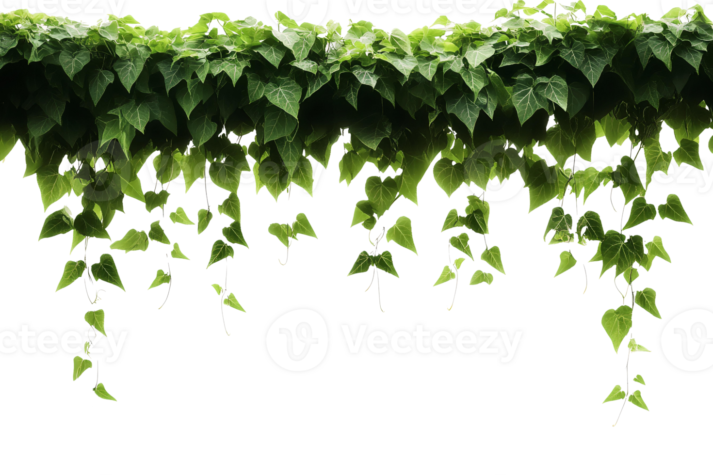 A green vine hanging from a black background png