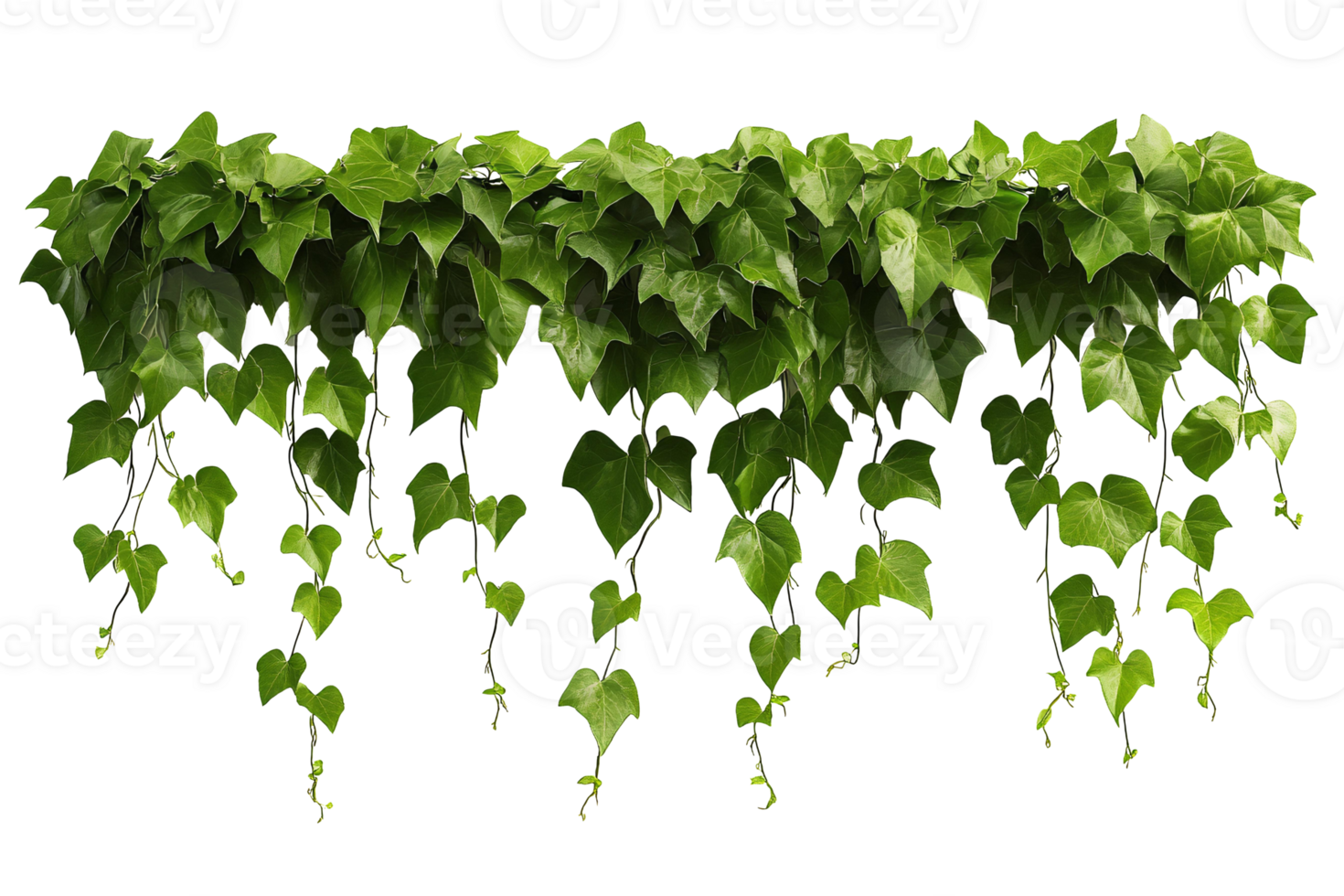 A hanging vine with green leaves png