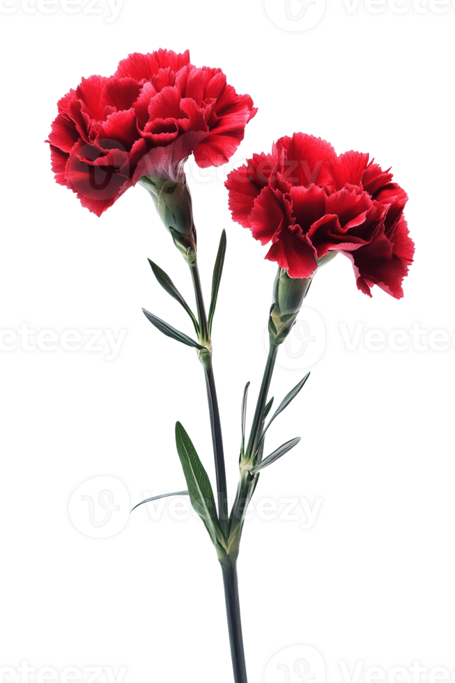 Two red carnations are on a black background png