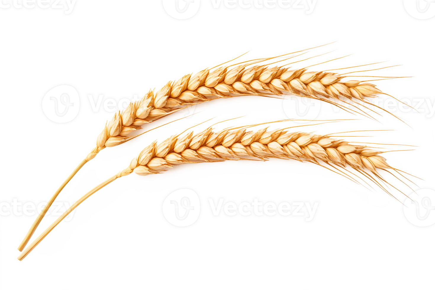 Two ears of wheat on a black background png