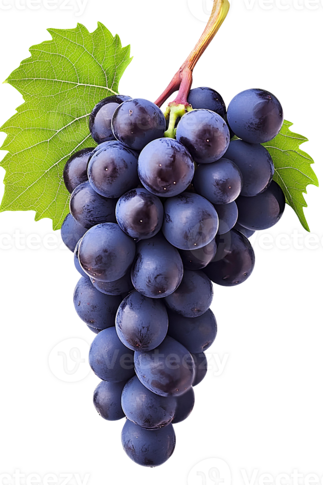 A bunch of grapes with leaves on it png