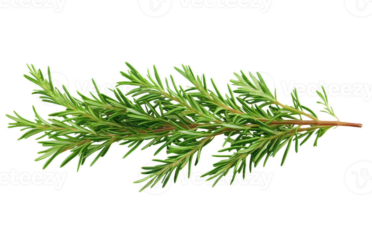 A branch of green spruce on a black background png