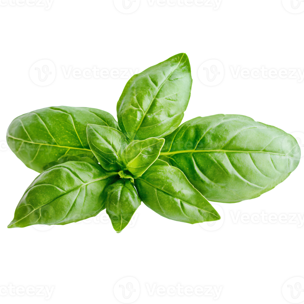 Basil leaf on black background png